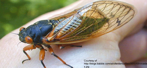 Cicadas Come to the East Coast