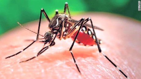 The Zika virus is transmitted through mosquito bites