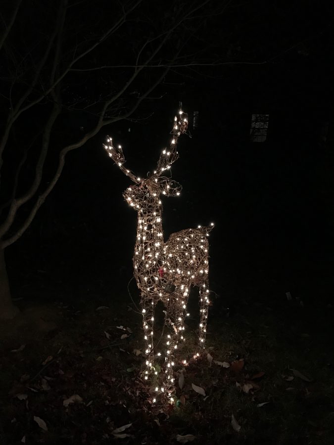Reindeer light up the streets of Arlington this time of year