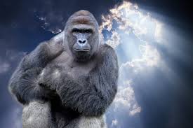 For some reason, Harambe took over the Internet in 2016