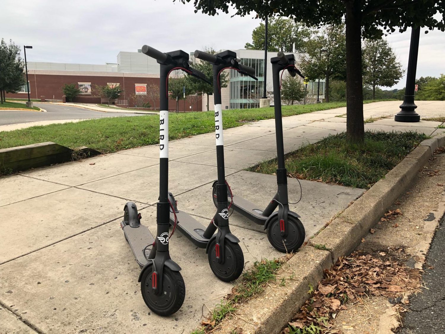 Bird scooters have been found on Yorktowns campus. 