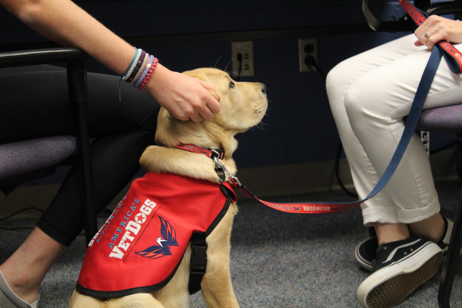 Capitals' Team Dog Gets Forever Linemate In Retired Veteran